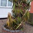 dying yucca?