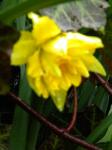 unknown daffodil