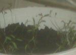 Transplanted cilantro seedlings