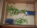 Plants in box