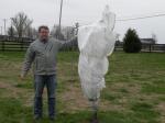 This is the peach tree I wrapped with frost cloth for 3 days.