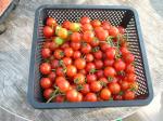 8 lbs. cherry tomatoes-yummy!!