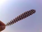 Male Quail's Feather.