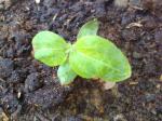 Red colored Sunflower seedling
