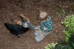 the baby even loves the chickens