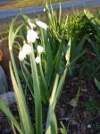 grow from bulbs with long leaves
