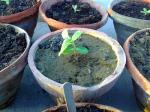 Sunflower seedling tilting westward at dusk