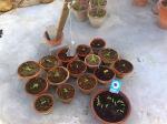 Sunflower seedlings, 15 transplanted so far