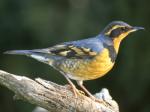 Varied Thrush, the size of an American Robin.