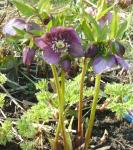 Helleborus "Tutu"