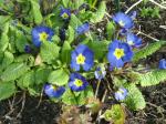The blue primrose