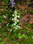 White Bugle Weed