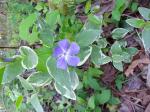 Varigated Periwinkle