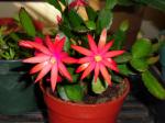 Easter Cactus