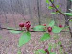 Sweetshrub