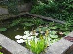 Lily pond