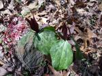 Toadshade Trillium