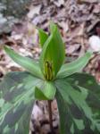 Green Toadshade Trillium