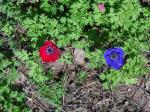 Red and Blue Anemone