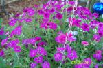 Dianthus reseeded basket