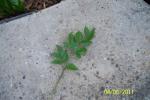 Unknown Tree Leaves