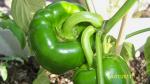 Bell Peppers in Grow Box