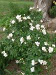 Marie Pavie rose bush