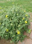 Jerusalem Sage (Phlomis fruticosa)