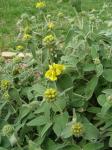 Jerusalem Sage in bloom