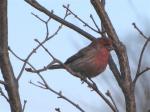 House finch