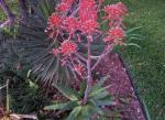 Aloe Vera In full bloom