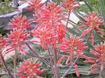 Closer shot of Aloe bloom