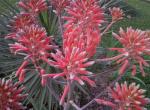 On top of Aloe Vera