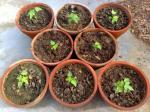 8 Papaya seedings, doing well!