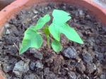 Papaya seedling.