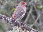 House Finch (male)