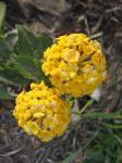 Lantana - gold