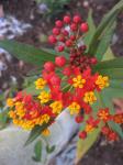 Milkweed