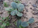 Round, fuzzy leaves growing in pairs, clumped,  w/ single long white root. 