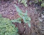 Arum Italicum - variegated