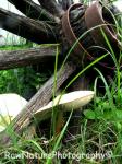 wild mushrooms in my garden