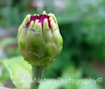 zinnia bud