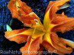 orange lily