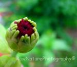 zinnia bud #2