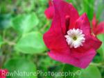 Bougainvillea