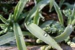 morning dew on the grass