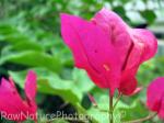 Bougainvillea