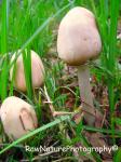 wild mushrooms in my garden