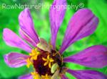 my purple zinnia opening up