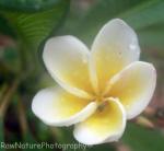 plumeria